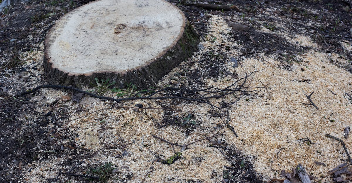 Why should you remove tree stumps?